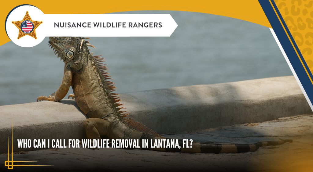 lantana florida wildlife removal