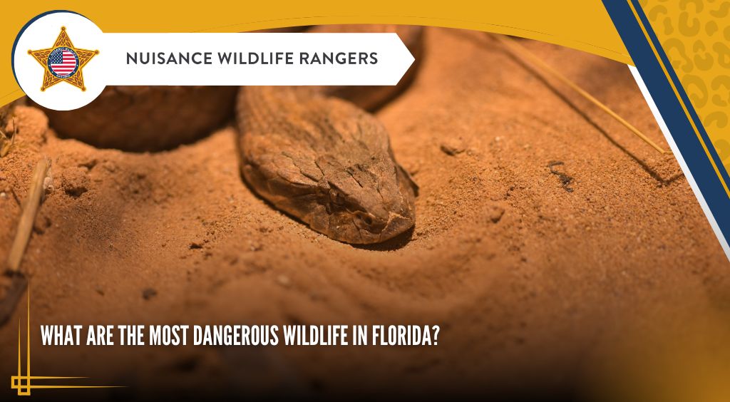 dangerous florida wildlife