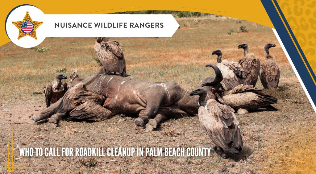 Who To Call For Roadkill Cleanup in Palm Beach County