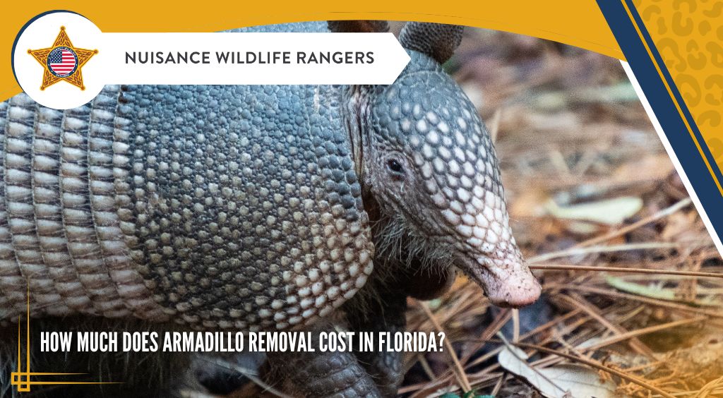 how much does armadillo removal cost