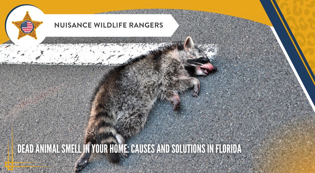 how much does armadillo removal cost